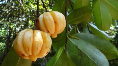 Photo of Premium Pure Garcinia Review: How Safe And Effective Is This Product?